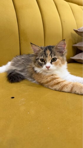Calico domestic cat,