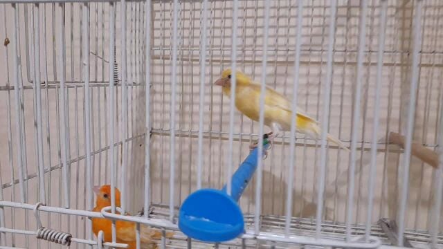 لقطة !جوز كناري مع اربع فراخ