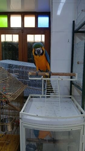 macaw