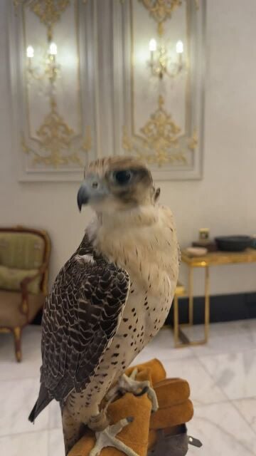 جير بريرا