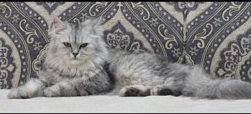 Cats for adoption