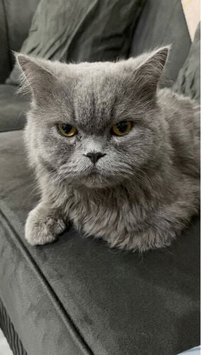 لوسي