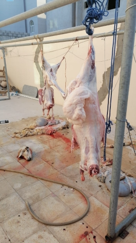 قصاب خرفان وماعز على الشريعة الإس