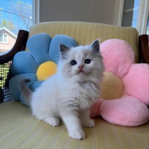 Ragdoll kitten