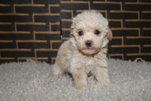 Maltipoo Puppy