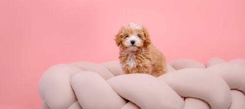 Maltipoo Puppy