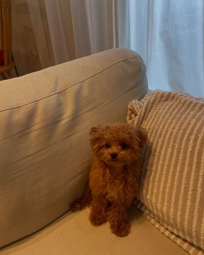 Poodle Puppy