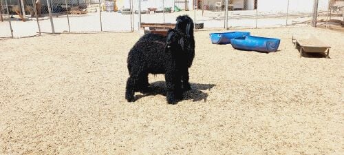 للبيع طليان عرب شحم فل طيبه
