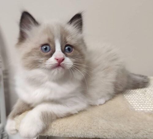Ragdoll Kitten