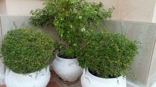 Balooshi Gardener