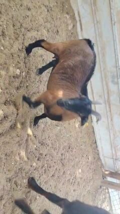 قزم طيبه بيورمقرعه