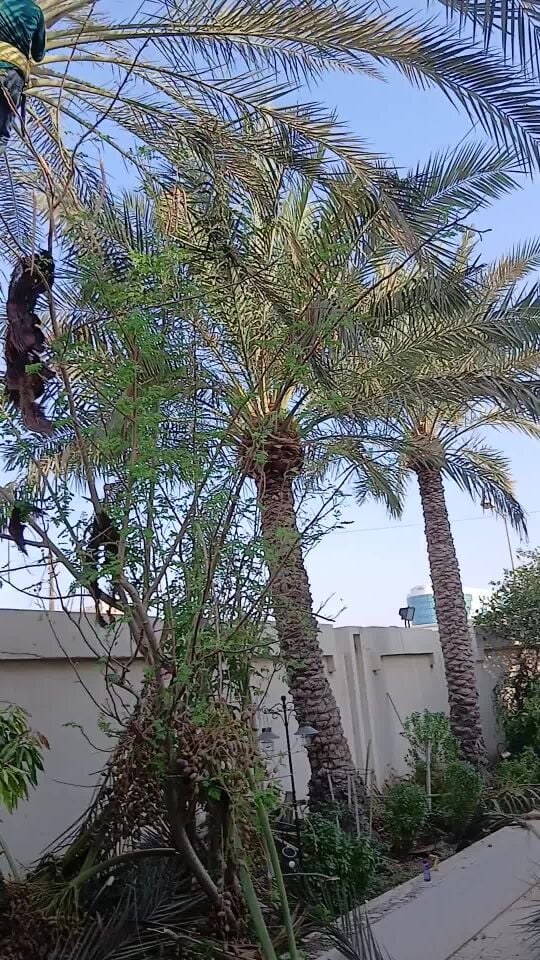 تنظيف نخيل بالحبه