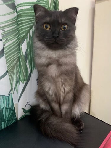 Choco