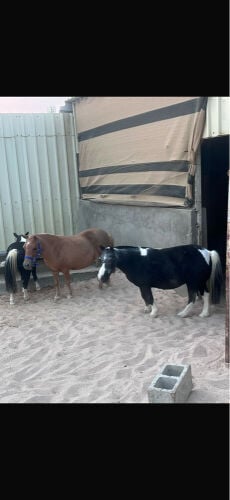 3 ponies for sale