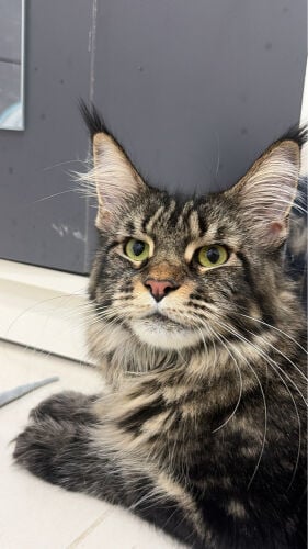 main coon