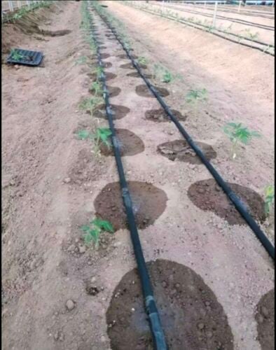 عمل شبكات الري بلتنقيط