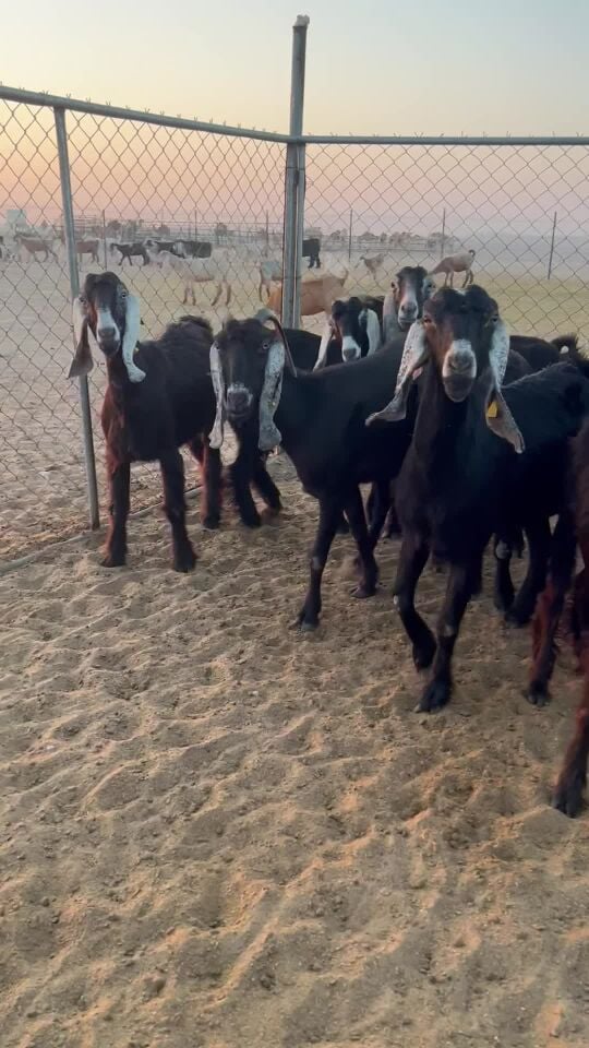 عوارض اصايل
