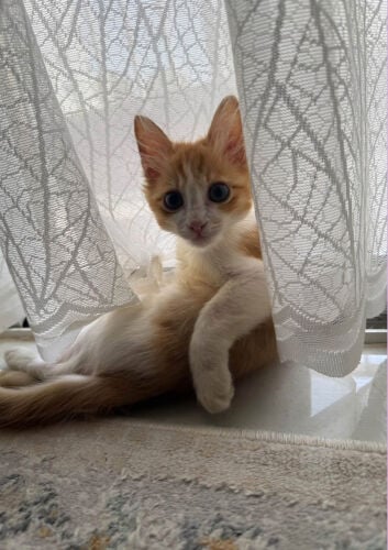Male kitten available for adoption 