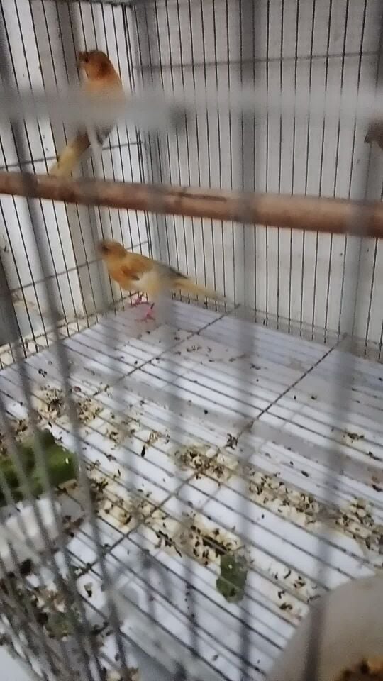 كناري نخب الوان جميله