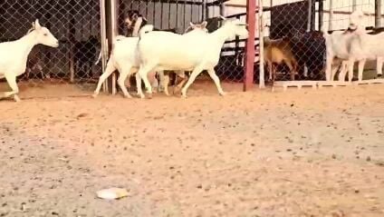 للبيع معزه عمانيات برص طيبه