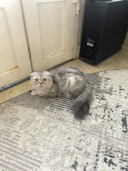 قطه سكوتش 