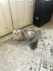 قطه سكوتش 