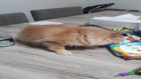 Cute Pomeranian Puppies for Sale