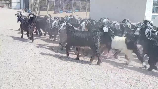 جمد ومعزا عوارض جداع وتنايا