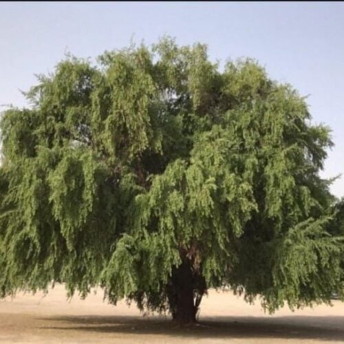 شجر سدر جاهز للتقطيع خشب