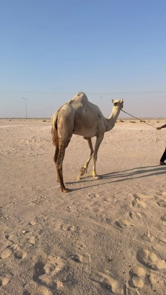 بعير سوداني 