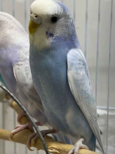 One pair lovebirds
