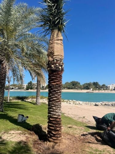 متوفر لدينا جميع انواع النخيل