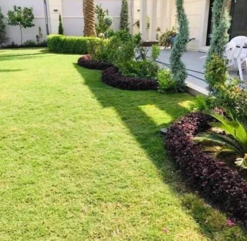ت٥٥٧٤٤٣٦٣ تنظيف عشب