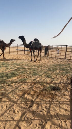 لقحه على بعير منتج