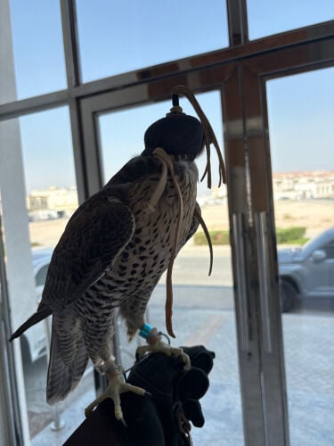 جير تبع 
