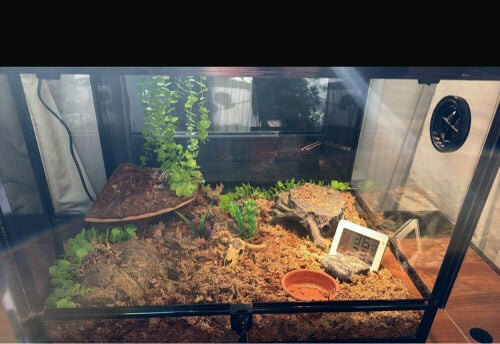 ready snake/reptile terrarium