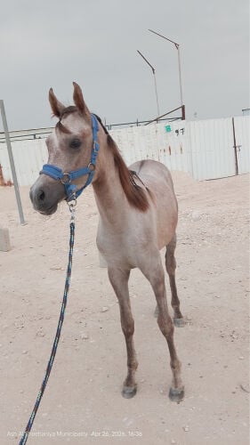 سوبر اقرأ الوصف 