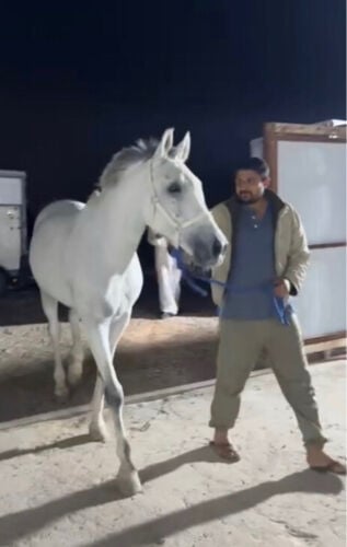 حصان عربي ريس للبيع ولا للبدل 