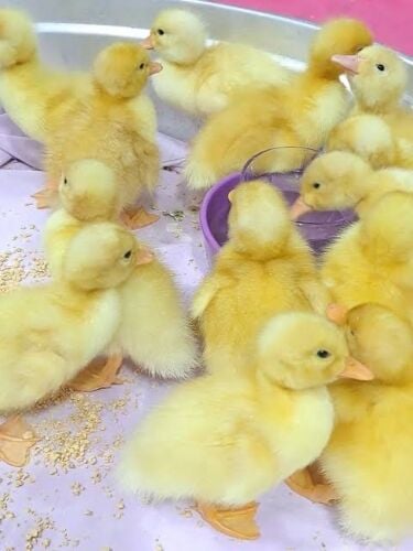 ٢ بطه صغيره مع قفص وأكل وتوصيل