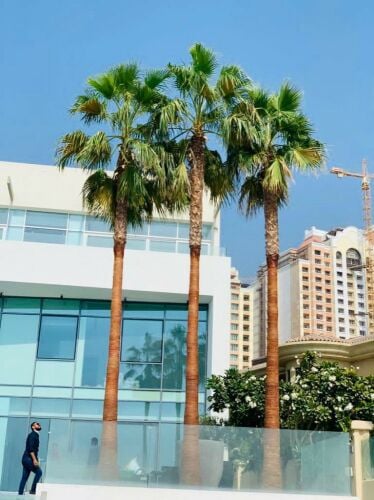 زراعه جميع انواع النخيل 55079950