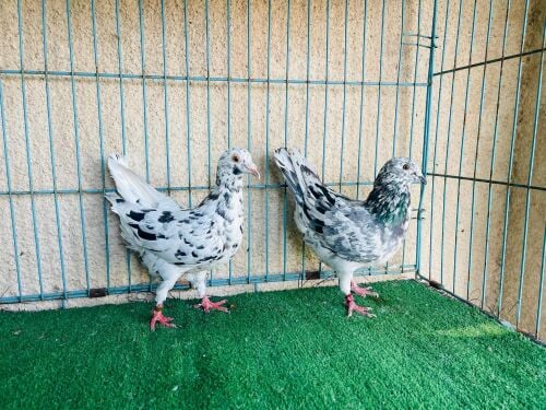 zajal confirm breeding pair
