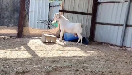 للبيع تيس فحل عماني ابرص طيبه