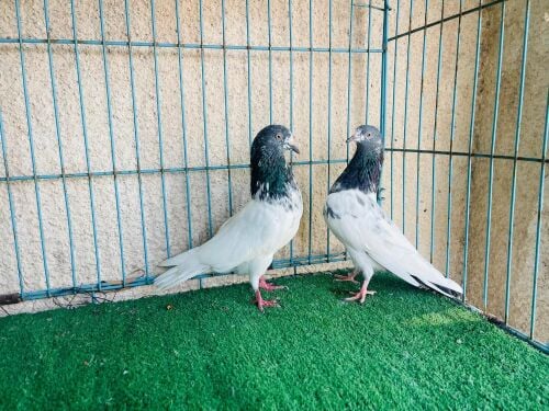 taddy breeding pair