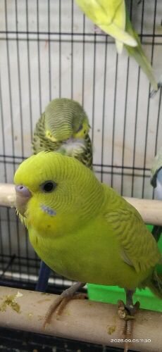 A budge