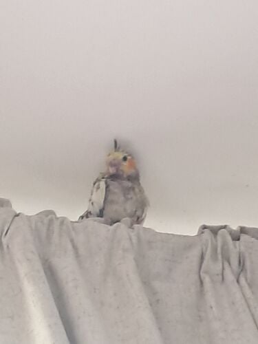 baby cockatiel