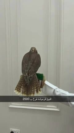 خليفه