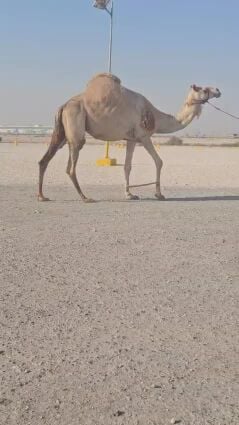 سودانيه