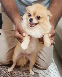 Pomeranians and Shihtzu for sale