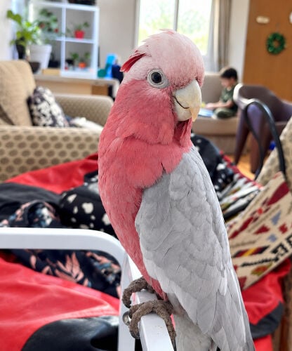 Galah cockatoo female