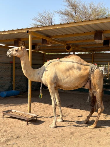 للبيع خلفه معا حوارها